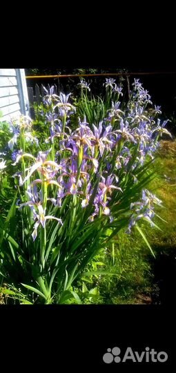 Ирис спурия