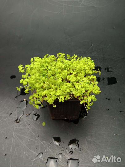 Почвопокровные растения