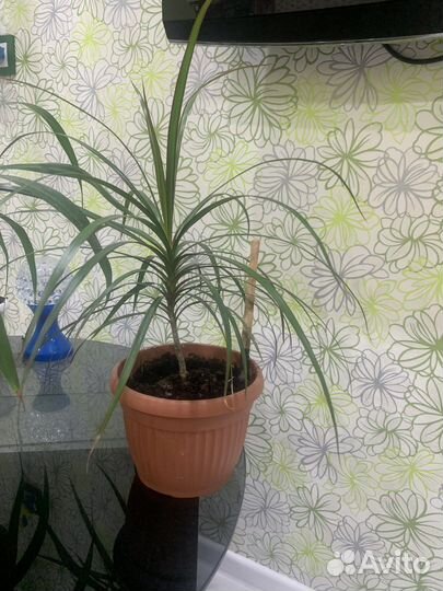 Цветок пальма драцена