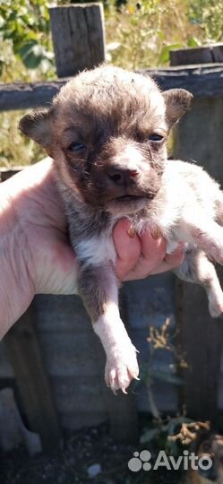 Щенки от маленькой собачки