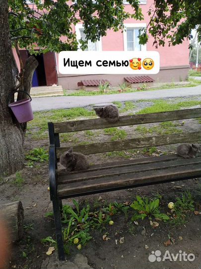 Котята в добрые руки