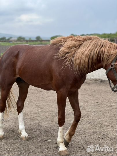 Лошадь жеребец