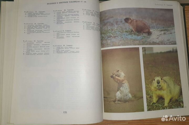 Советская энциклопедия- Жизнь животных