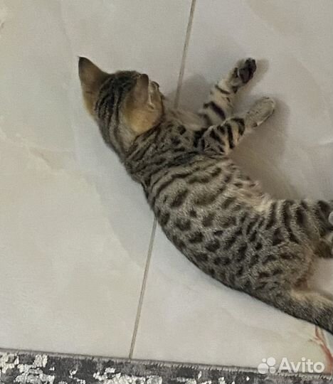 Бенгальский котенок
