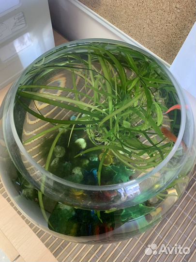 Аквариум с рыбками