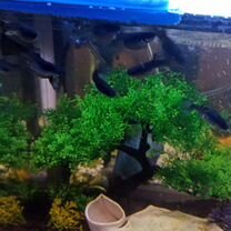 Аквариумные рыбки гуппи