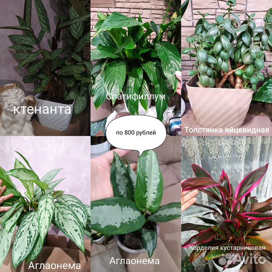 Комнатные растения