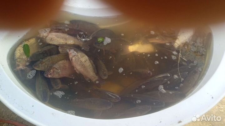 Живец карась