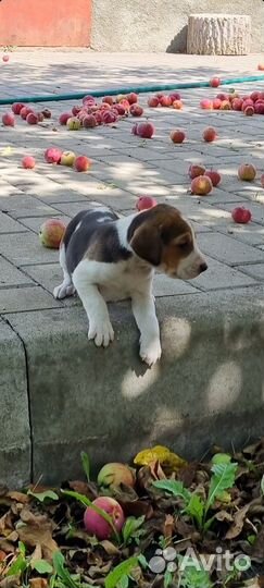 Щенки русской пегой гончей (рпг)