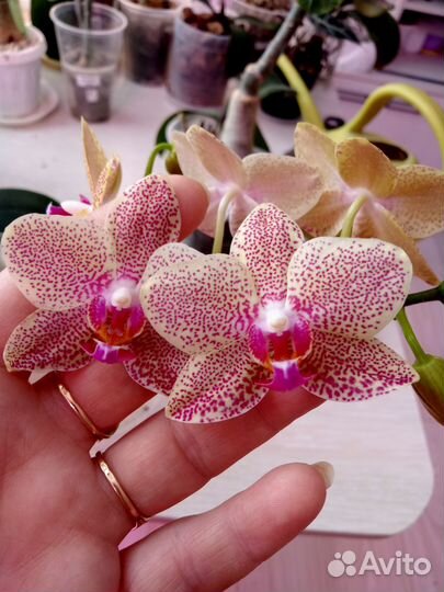 Орхидея фаленопсис