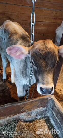 Продам телок