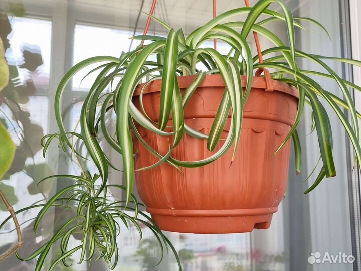 Хлорофитум бонни