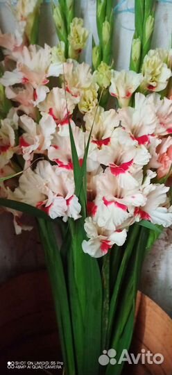 Луковицы Гладиолусов