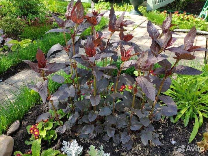 Многолетник. Вербейник пупрпурный