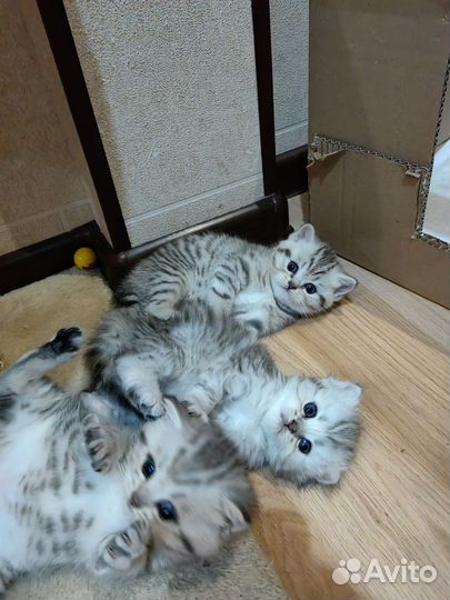 Шотландские котята с родословной