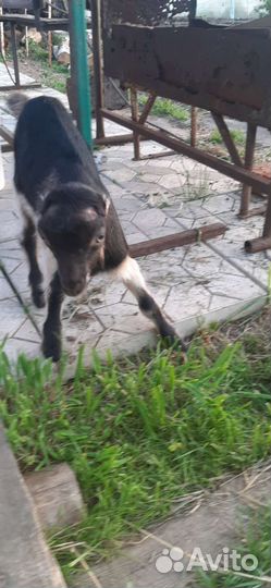 Козлик породы Ламанче обгул или продажа