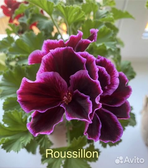 Королевская пеларгония Roussillon