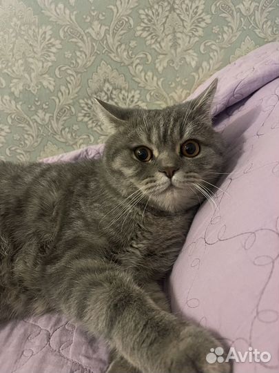 Котик в добрые руки