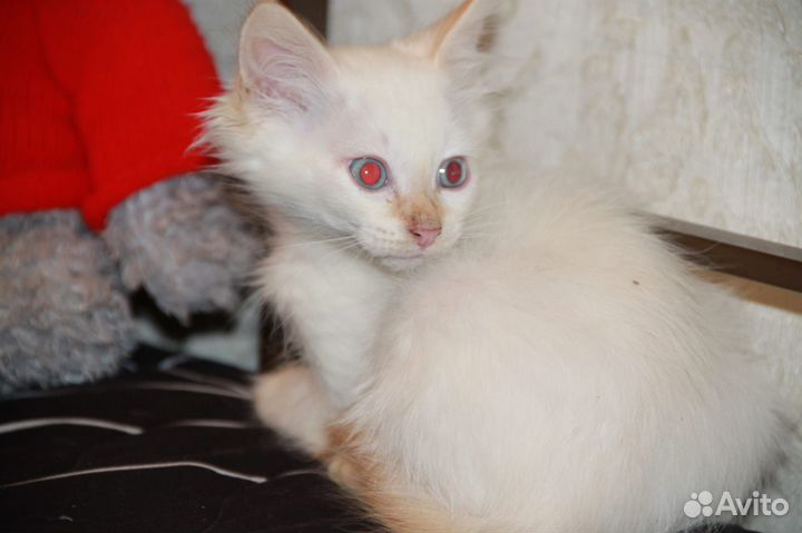 Котенок мальчик 2,5 месяца