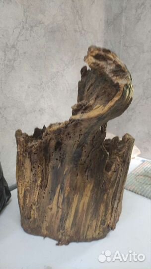 Дрифтвуд. Пень.Лиана