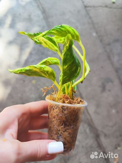 Сциндапсус Годзилла вар