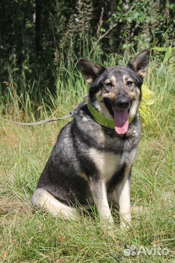 Ариэль ищет маму,папу