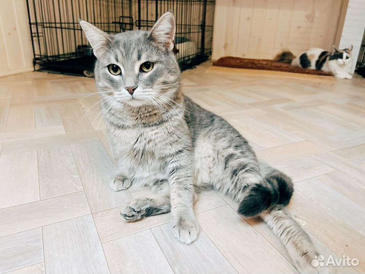 Красавец кот