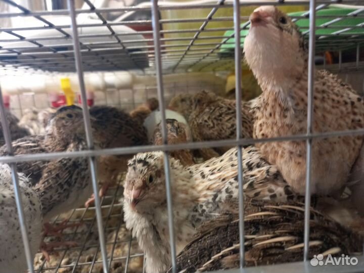 Перепела продажа