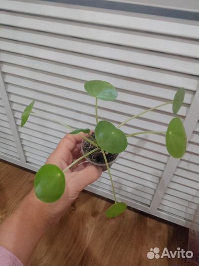 Комнатные растения