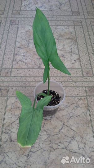 Сингониумы (набором-3шт.)