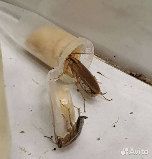 Отрава от тараканов и муравьев
