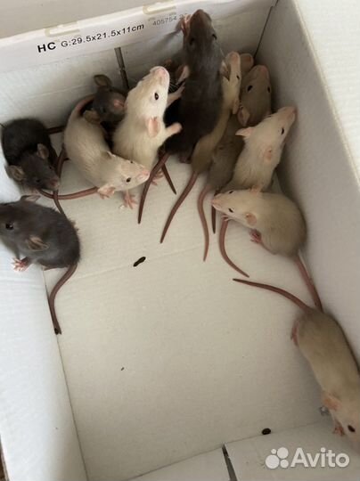 Крыса дамбо