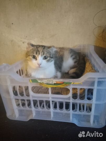 Кошечка трехцветочка
