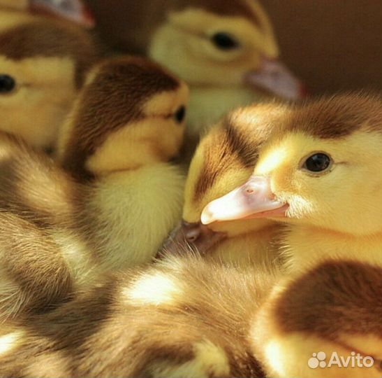 Утята шипуны суточные и недельные и подрощенные