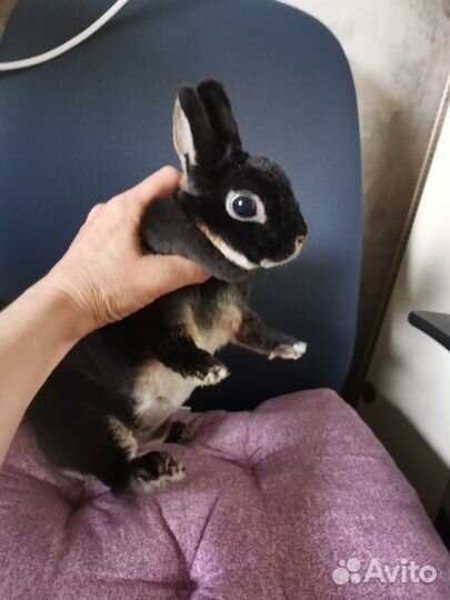 Кролик Карликовый рекс девочка