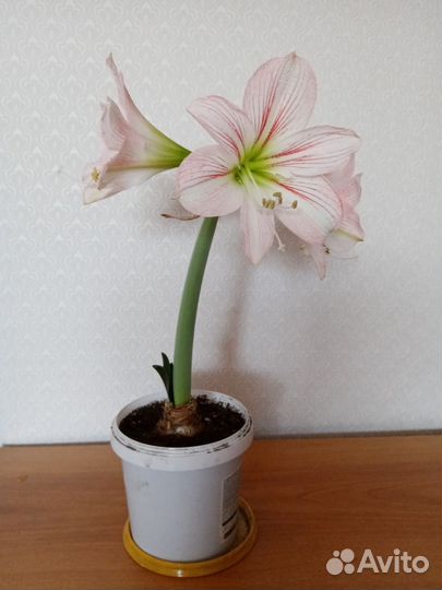 Гиппеаструм