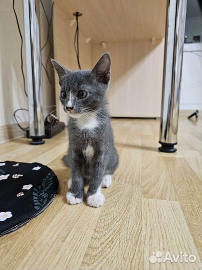 Котята в добрые руки бесплатно