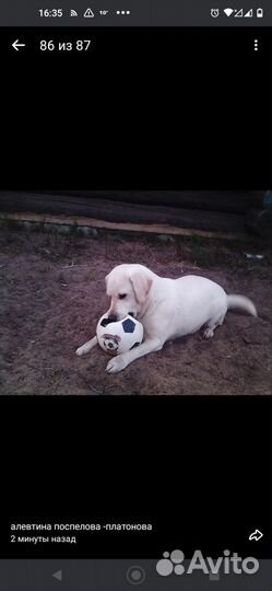 Щенки лабрадоры