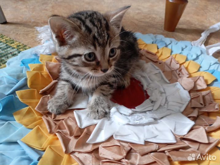 Кошка и котятки