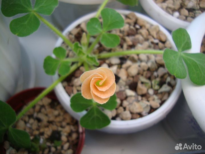 Оксалисы (кислица)