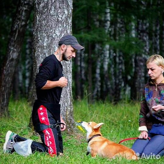 Дрессировка собак в Калуге