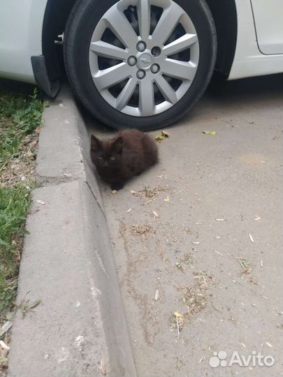 Котенок в добрые руки