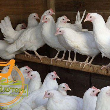 Куры несушки
