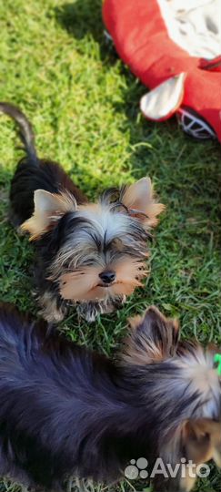 Щенки Йорка