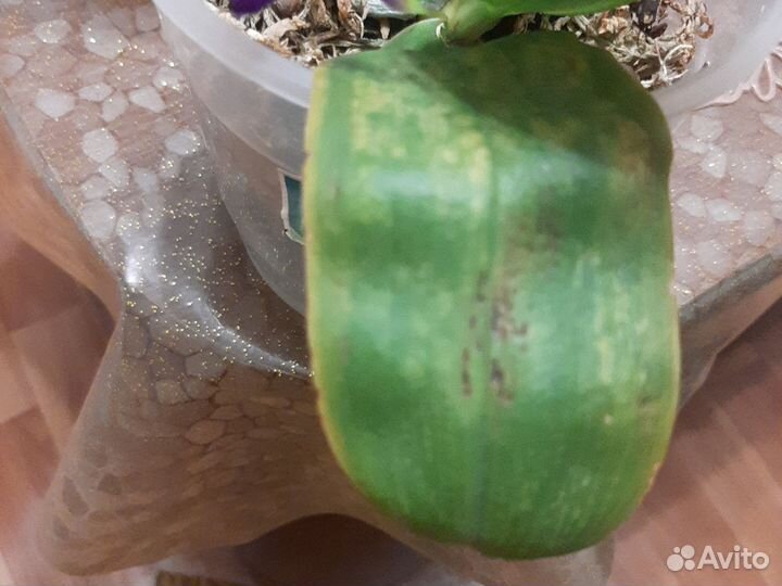 Орхидея от mituo Violacea Indigo