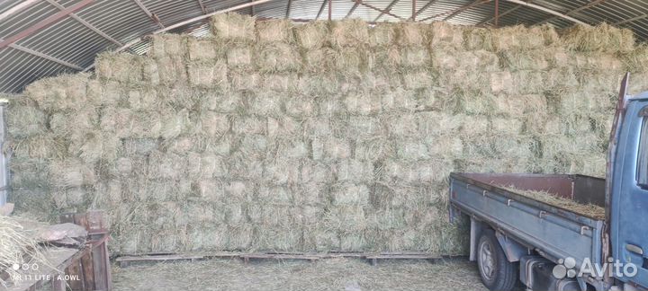 Сено люцерны в тюках