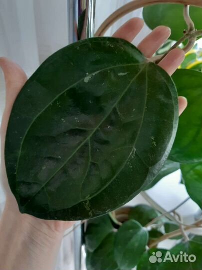 Хойи сортовые 4