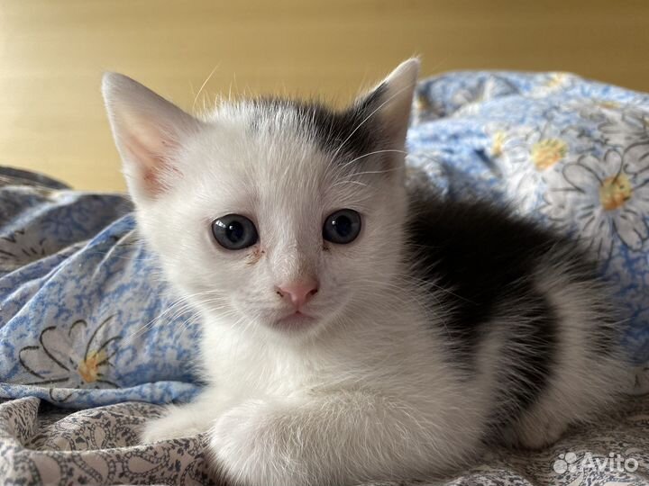 Домашние животные кошки