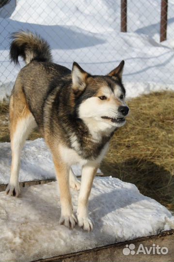 Метис лайки в дар
