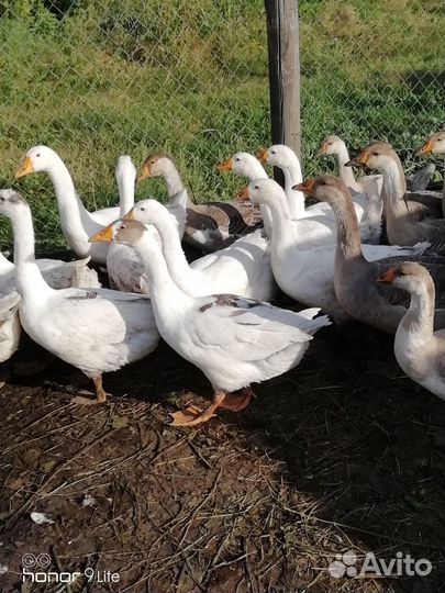 Молодые гуси